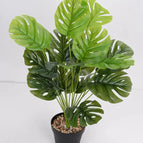 18 Head Medium Green Edge