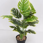 18 Head Medium Yellow Edge